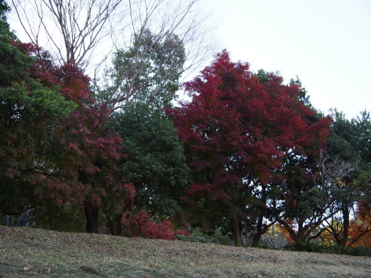 公園の紅葉(1).JPG