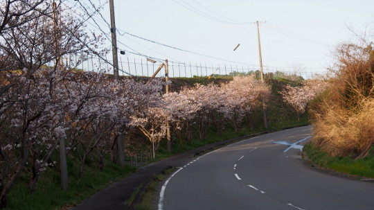 南側の桜.JPG