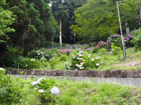 秋葉公園(2).JPG