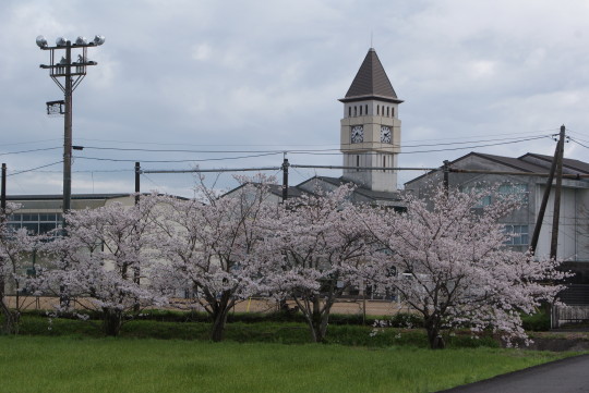 西小の桜(1).JPG