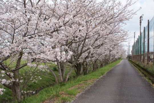 西小の桜(2).JPG