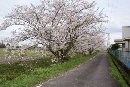西小の桜(3).JPG
