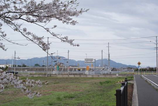西小の桜(4).JPG