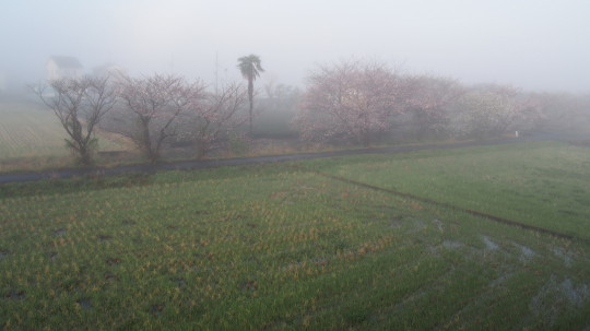 霧の中の桜.JPG