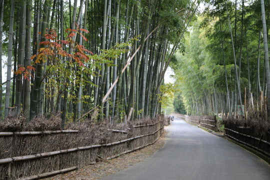竹の径.JPG